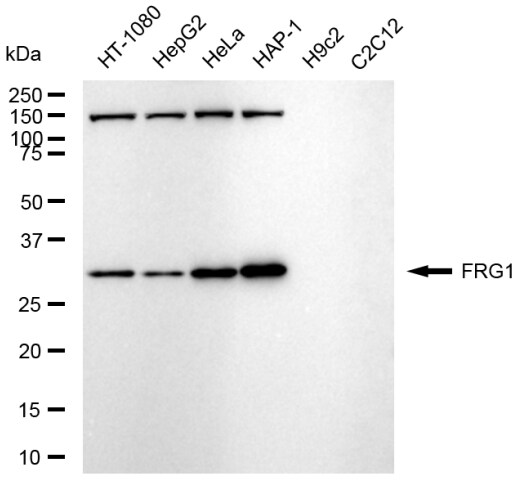 FRG1 Antibody (23GB5855)