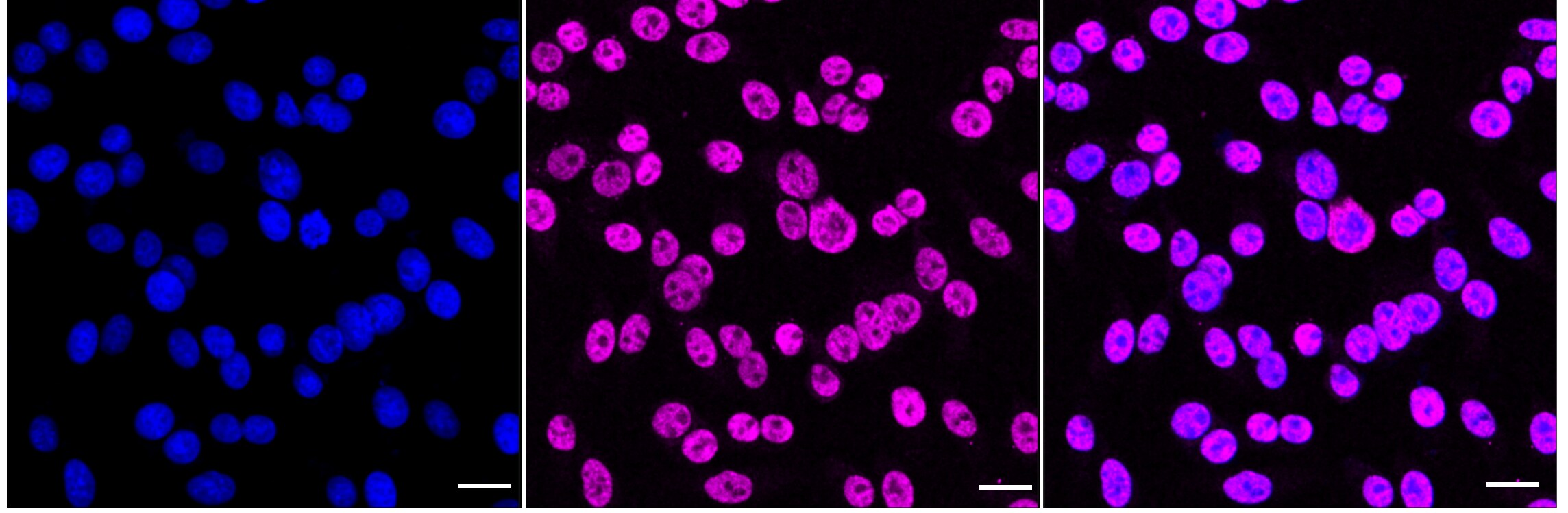 AHSA1 Antibody (24GB4705)