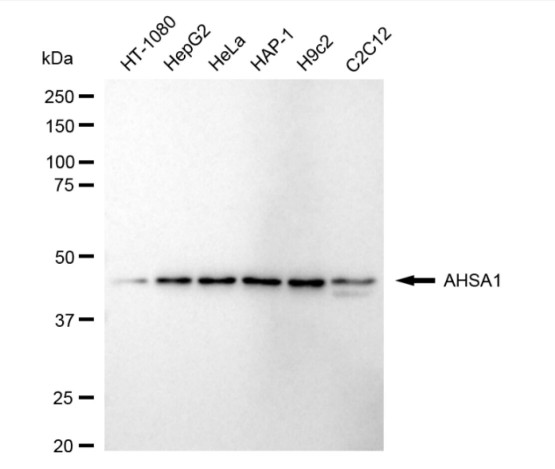 AHSA1 Antibody (24GB4705)