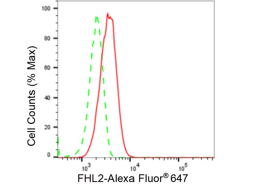FHL2 Antibody (23GB5860)
