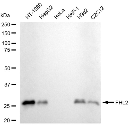 FHL2 Antibody (23GB5860)