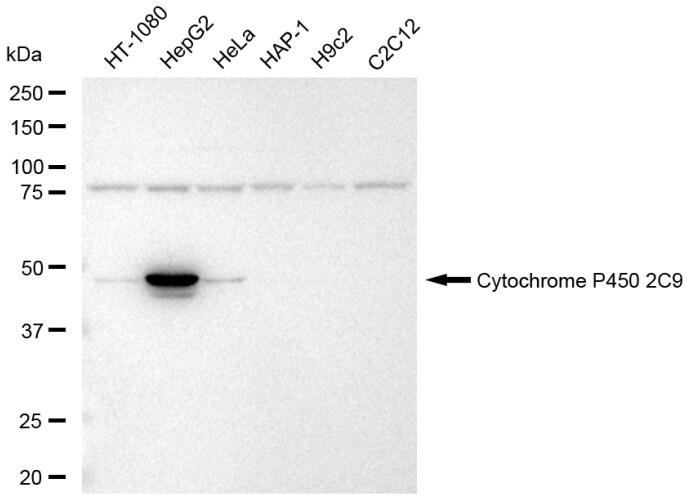 Cytochrome P450 2C9 Antibody (23GB5885)