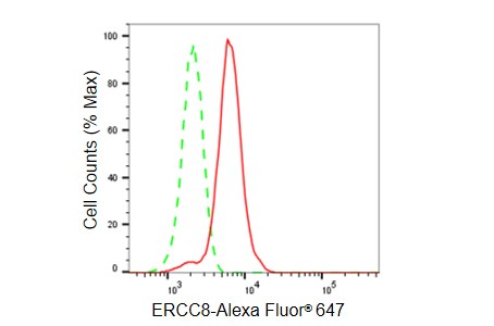 ERCC8 Antibody (23GB5905)