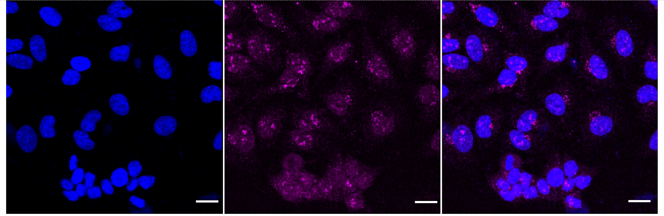 A33/GPA33 Antibody (23GB5910)