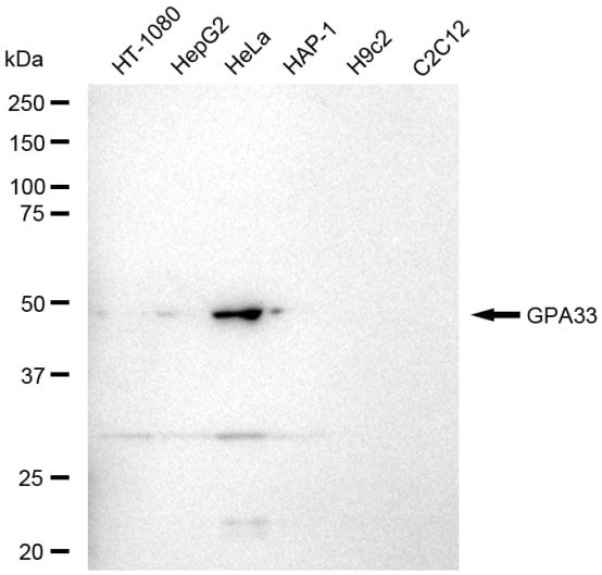 A33/GPA33 Antibody (23GB5910)