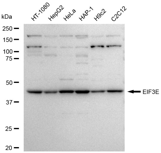 eIF3e Antibody (23GB5915)