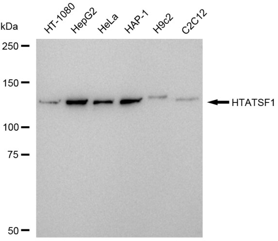 HIV-1 Tat specific factor 1 Antibody (23GB5935)