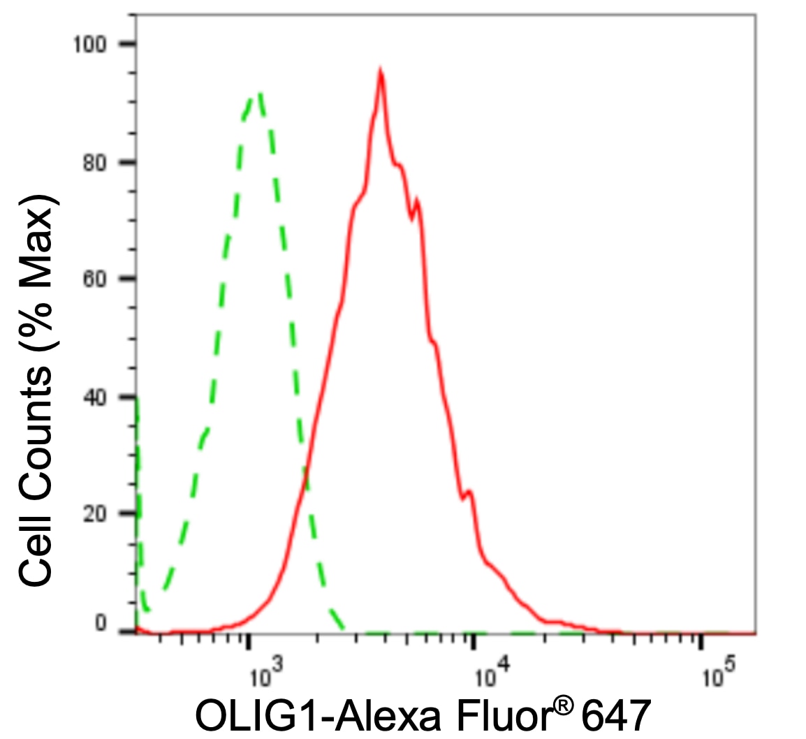 Olig1 Antibody (24GB5005)