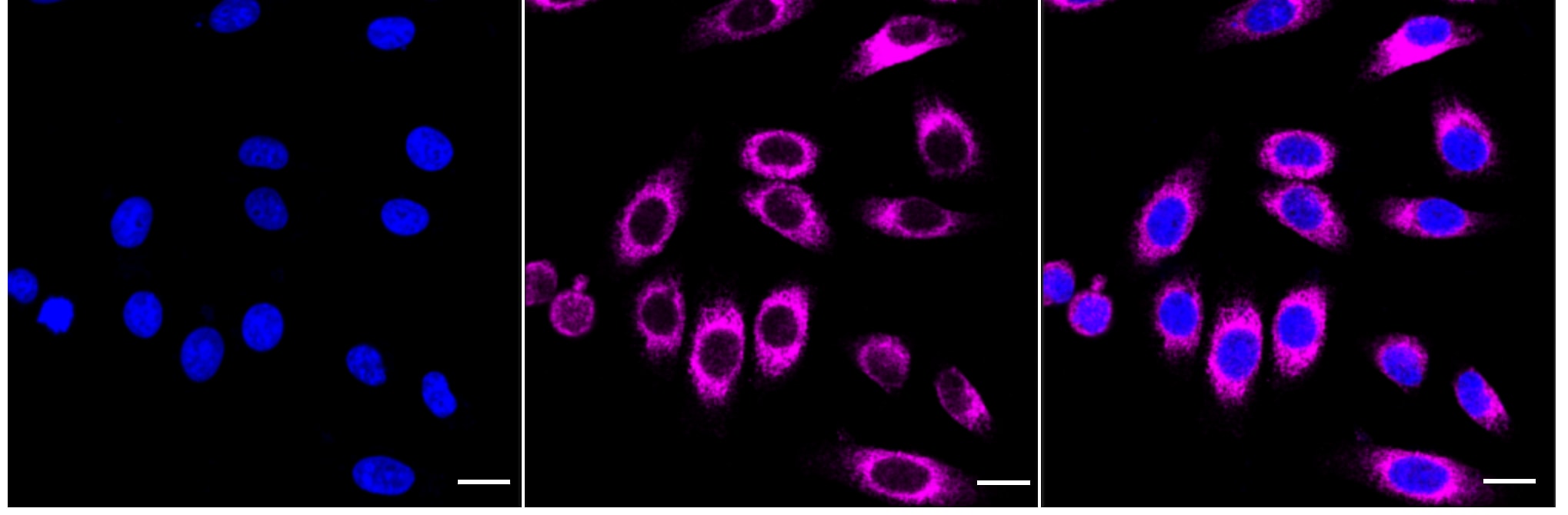Olig1 Antibody (24GB5005)