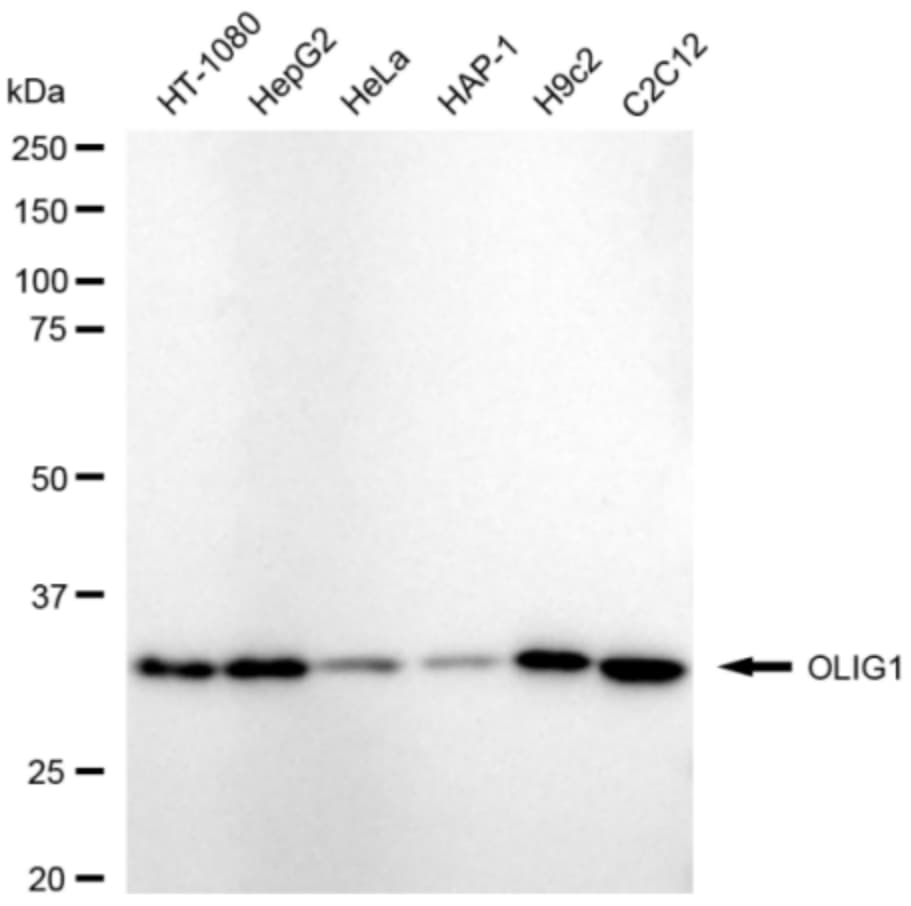 Olig1 Antibody (24GB5005)