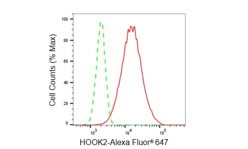 HOOK2 Antibody (23GB5965)