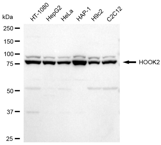 HOOK2 Antibody (23GB5965)