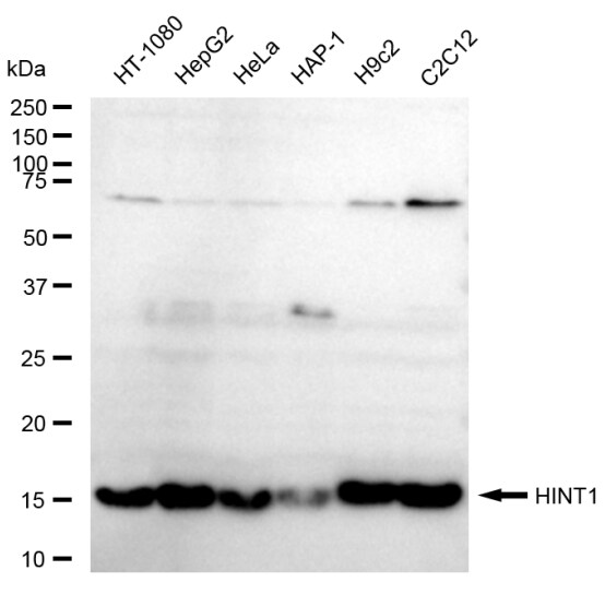 HINT1 Antibody (23GB5985)