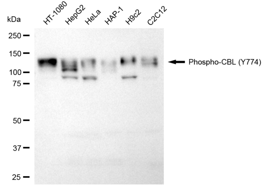 CBL [p Tyr774] Antibody (24GB5170)