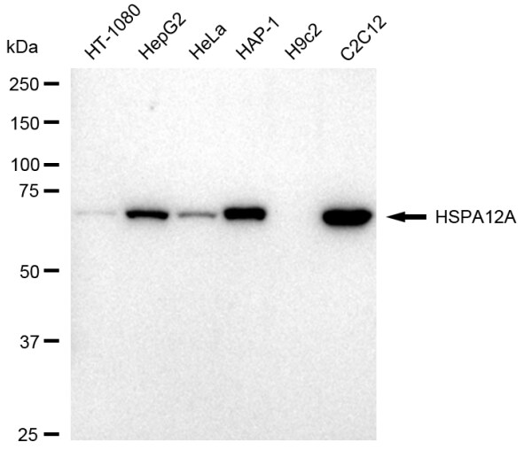 HSPA12A Antibody (23GB6030)