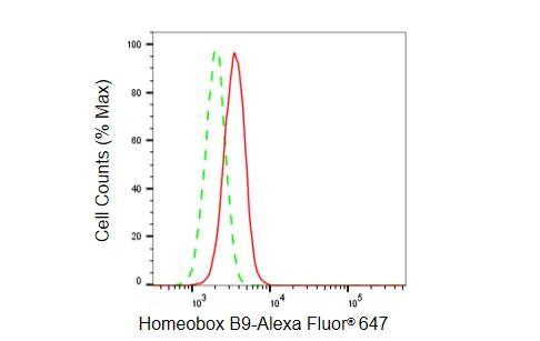 HOXB9 Antibody (23GB6075)
