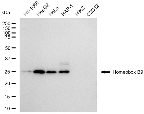 HOXB9 Antibody (23GB6075)