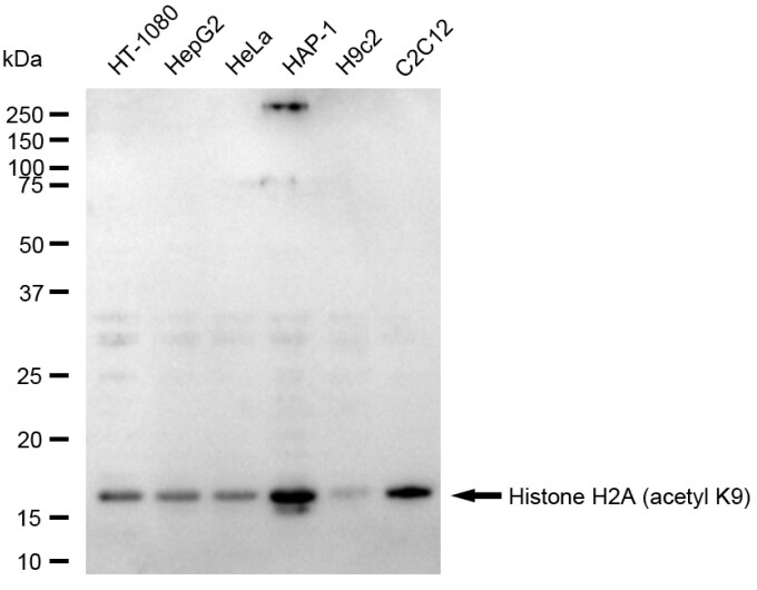 Histone H2a [ac Lys9] Antibody (23GB6080)