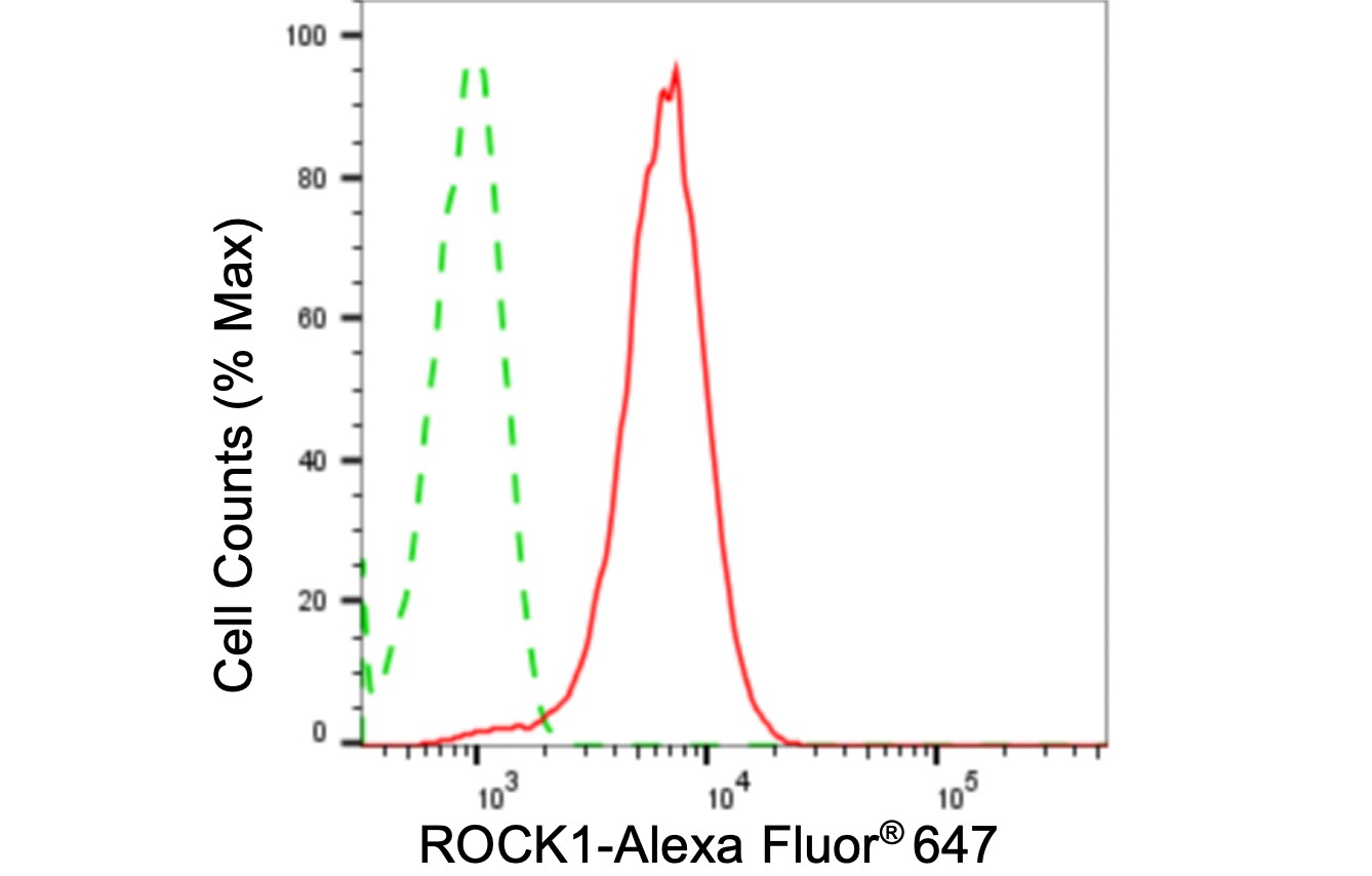 ROCK1 Antibody (24GB5310)