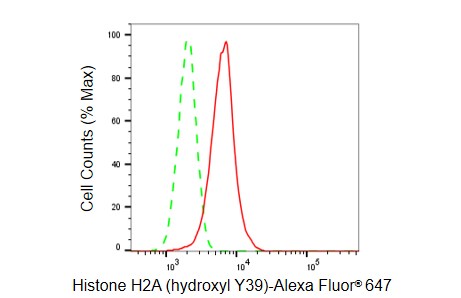 Histone H2a [Hydroxy Tyr39] Antibody (23GB6085)