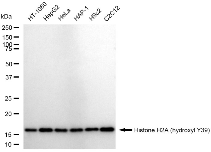 Histone H2a [Hydroxy Tyr39] Antibody (23GB6085)