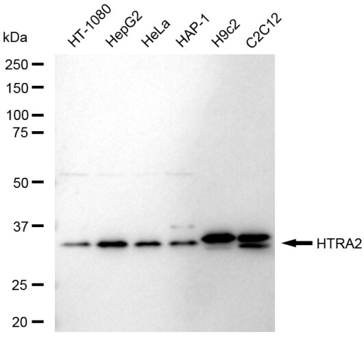 HTRA2/Omi Antibody (23GB6110)