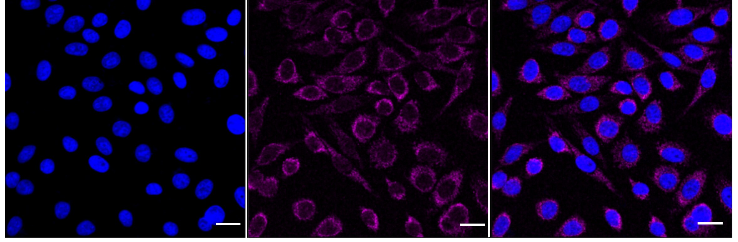 DBF4 Antibody (24GB5370)