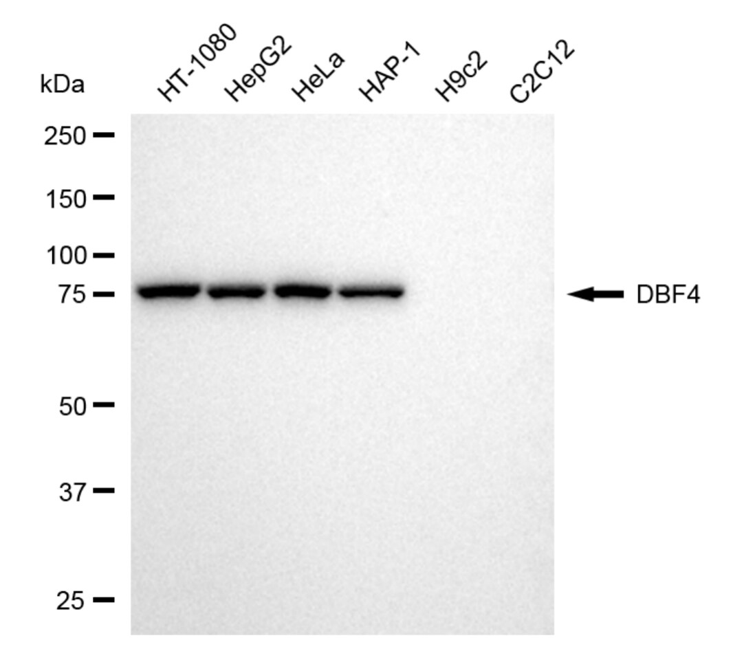DBF4 Antibody (24GB5370)