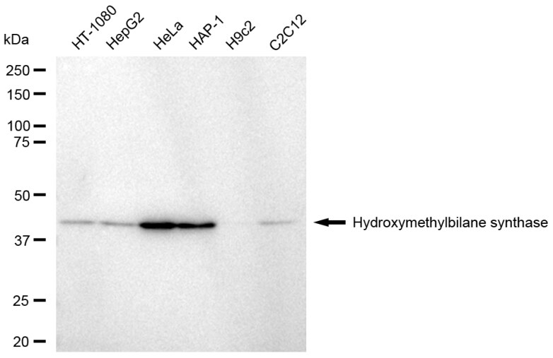 HMBS Antibody (23GB6130)