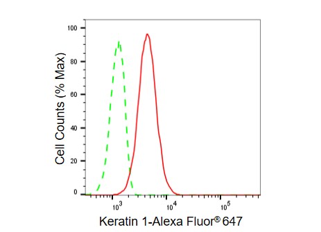 Cytokeratin 1 Antibody (23GB6135)