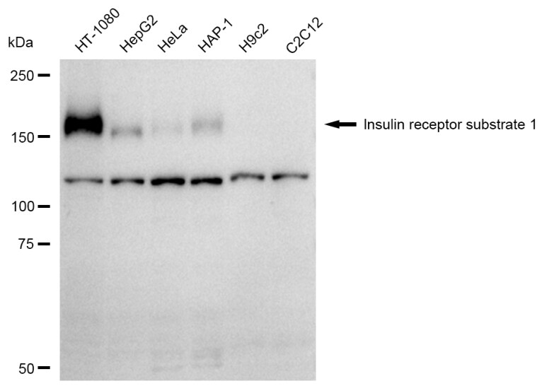 IRS1 Antibody (23GB6155)