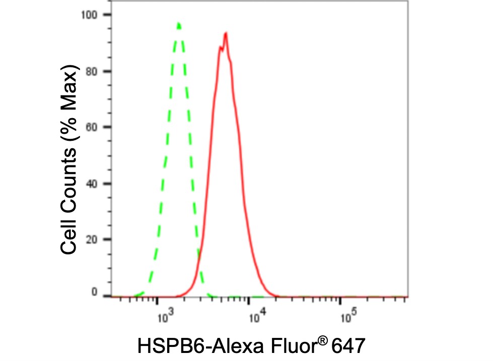 HSP20/HSPB6 Antibody (23GB6195)