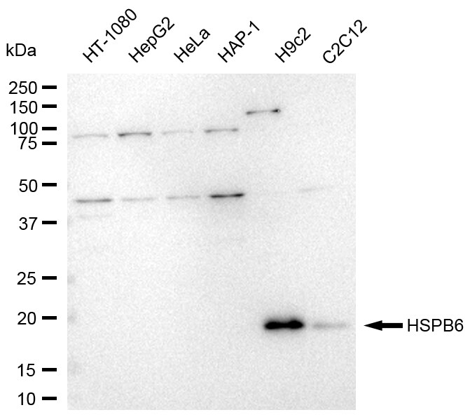 HSP20/HSPB6 Antibody (23GB6195)