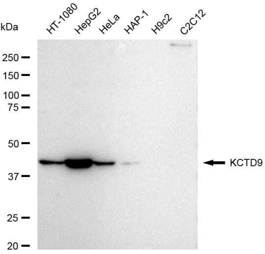 KCTD9 Antibody (23GB6305)