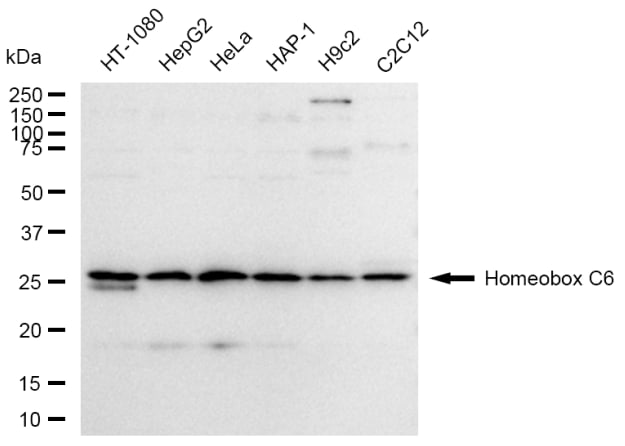 HOXC6 Antibody (23GB6315)
