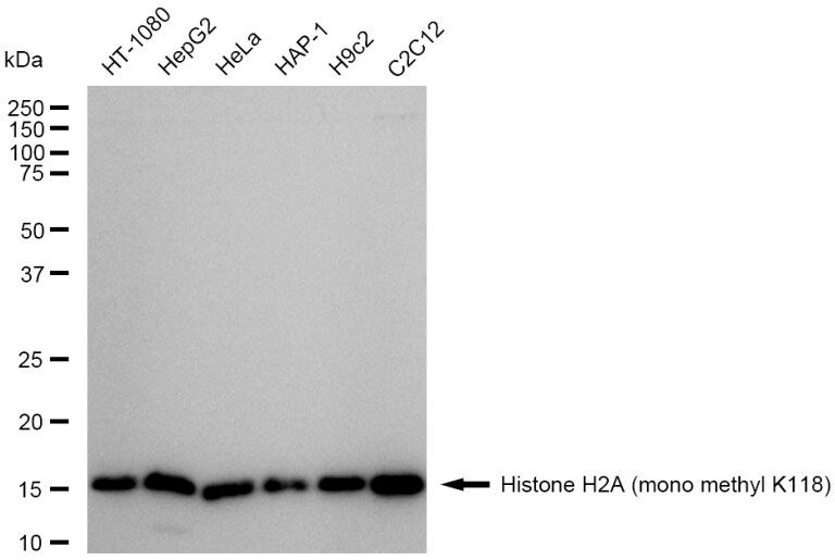 Histone H2a [Monomethyl Lys118] Antibody (23GB6330)