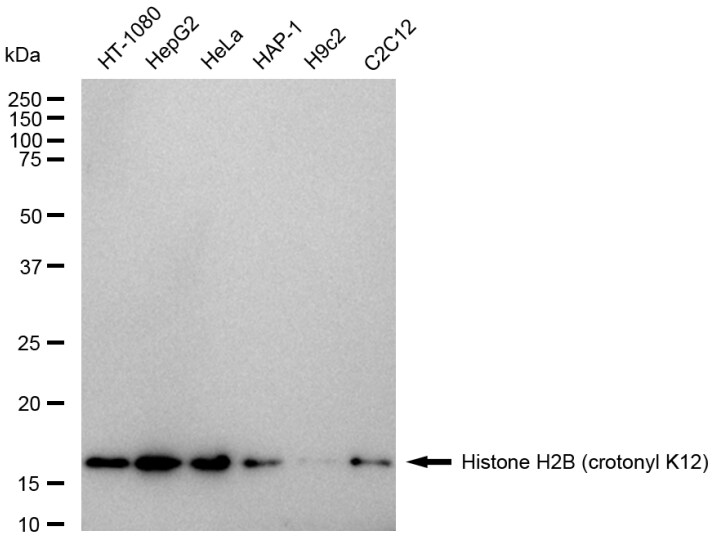 Histone H2B type 2E [Crotonyl Lys12] Antibody (23GB6335)