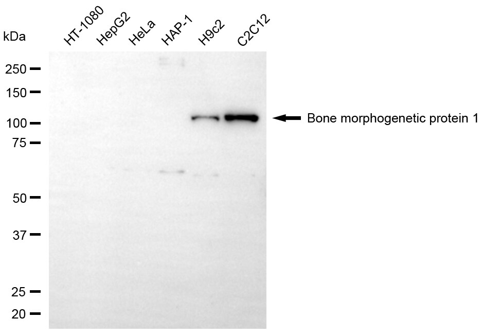 BMP-1/PCP Antibody (24GB7970)