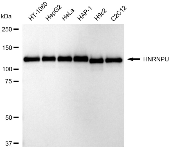 hnRNP U Antibody (23GB6350)