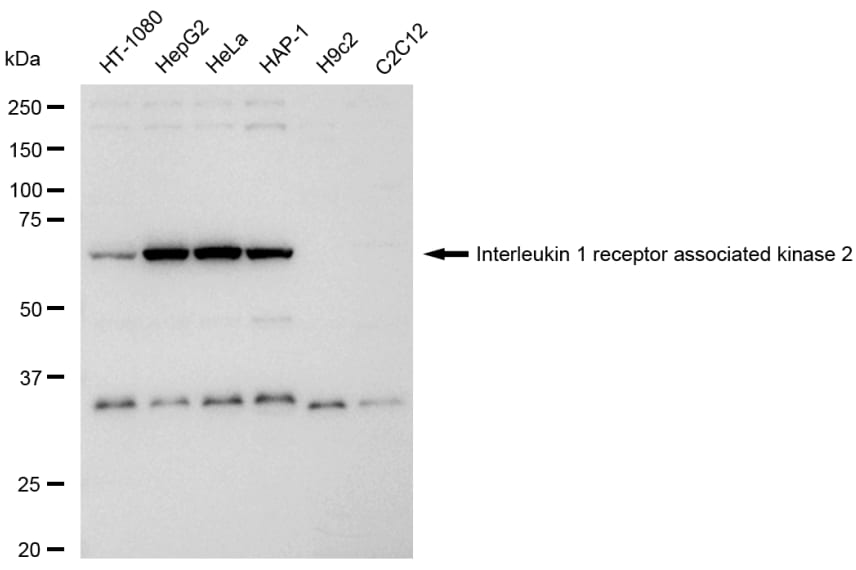 IRAK2 Antibody (23GB6365)