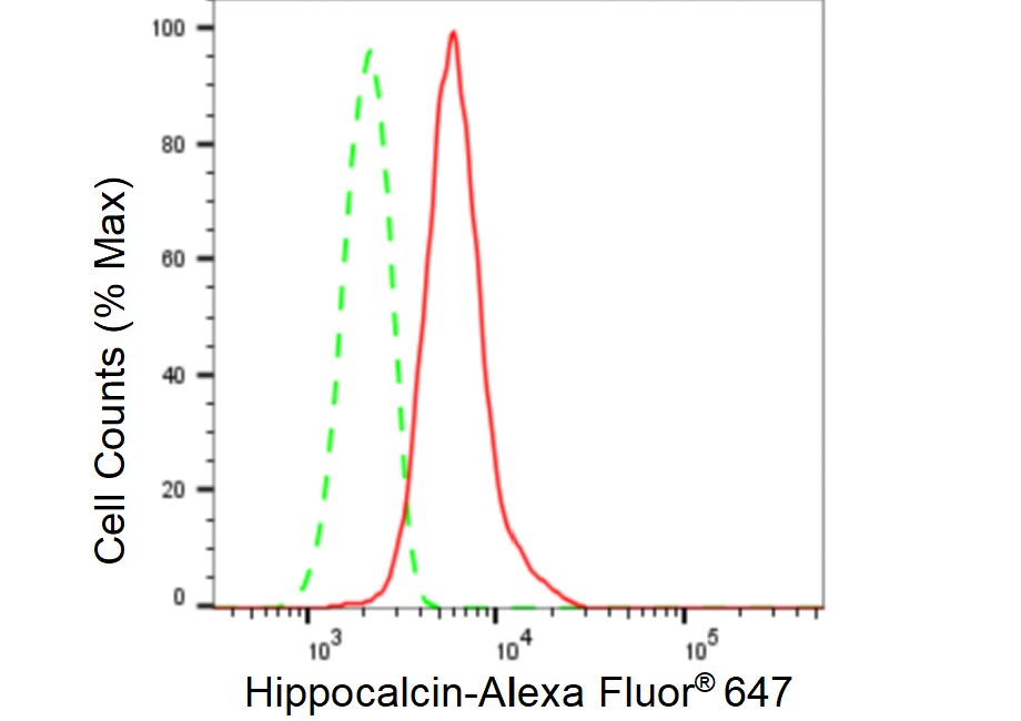 Hippocalcin Antibody (23GB6405)