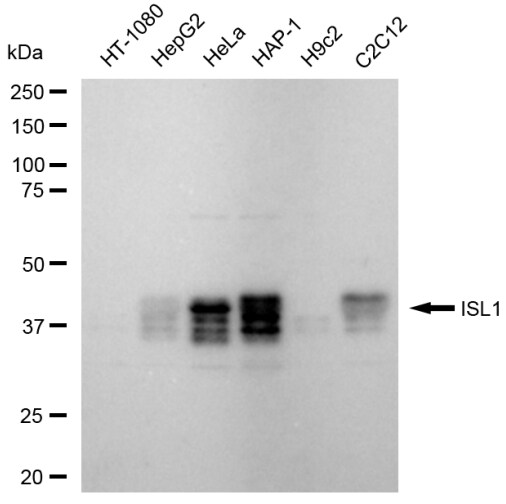Islet-1 Antibody (23GB6450)