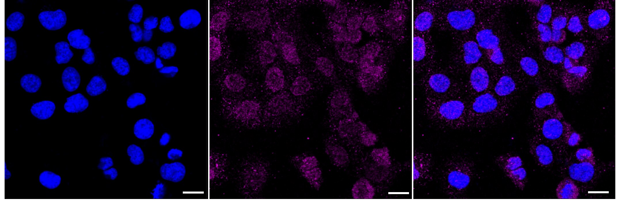 IL-9 Antibody (23GB6475)