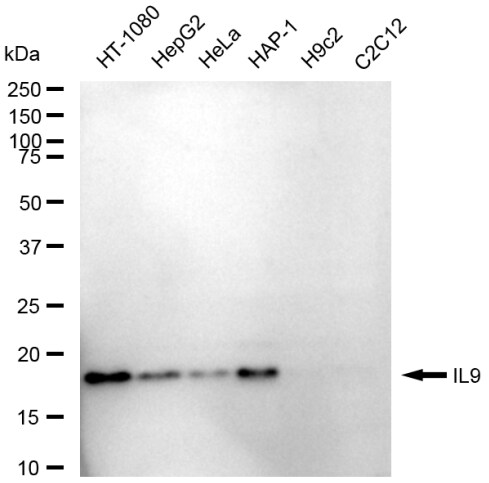 IL-9 Antibody (23GB6475)