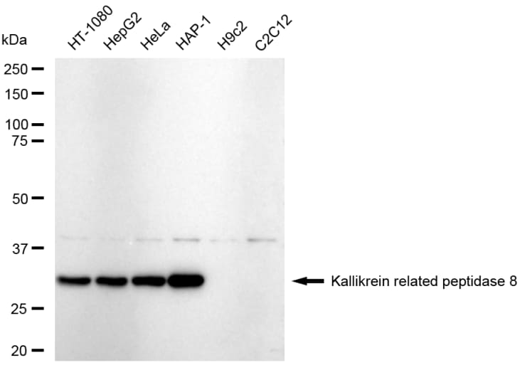 Kallikrein 8/Neuropsin Antibody (23GB6495)
