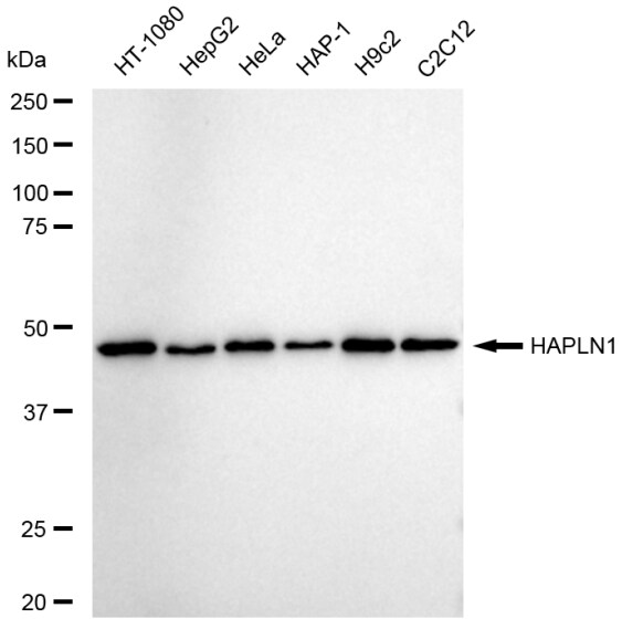 HAPLN1 Antibody (23GB6520)
