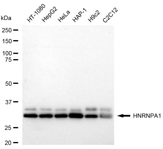 hnRNP A1 Antibody (23GB6575)