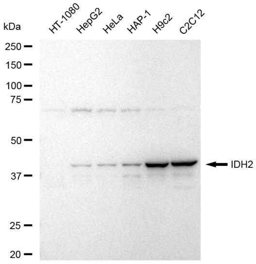 Isocitrate Dehydrogenase 2/IDH2 Antibody (23GB6580)