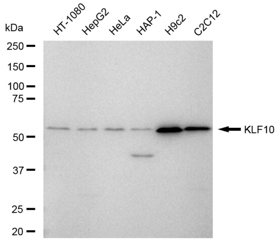 KLF10 Antibody (23GB6605)