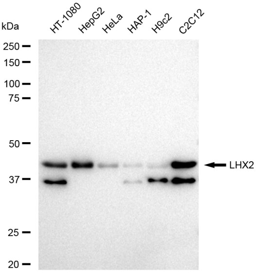 LHX2 Antibody (23GB6675)